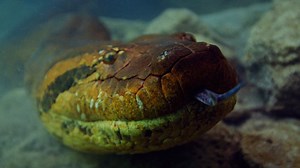 35K views · 242 reactions | Coyote Peterson gets up close and personal with some massive snakes. Imagine how fast his heart must have been racing being moments away from encountering a 9 metre snake. | Discovery Channel Australia | Facebook