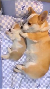 1M views · 10K reactions | Mother Love❤❤ #corgilove #corgilover #corgi #reelsviralシ #corgiofinstagram | Corgi Lovers | Facebook