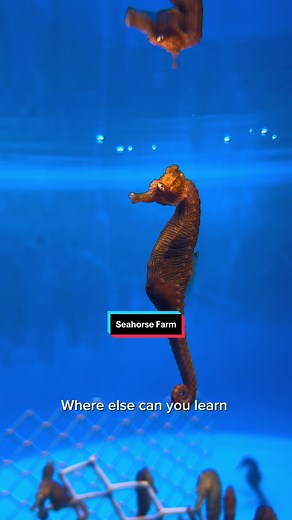 Have you ever heard of seahorse farming? 🌊🐴 @Ocean Rider Seahorse Farm is doing just that in Kona, Hawai’i! All species of seahorses are highly vulnerable to fishing and habitat destruction, leaving them critically threatened throughout our oceans today. Ocean Rider began farming 26 years ago to combat the wild capture of this delicate fish and to help restore wild stocks. Today, they run the largest operation in the world and have made a huge impact in the aquarium world. Ocean Rider runs tou