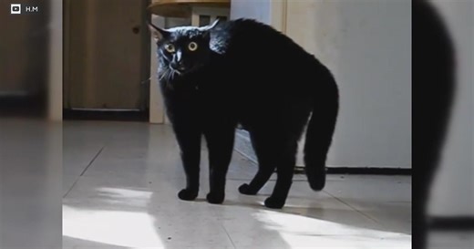 Pet Project: Reading your cat's body language