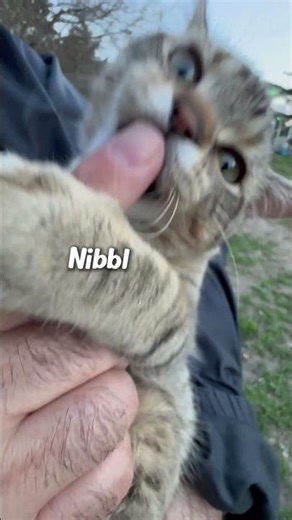 Playful Kitten Bites Everything (Meet Sammy) 🐱 #shorts