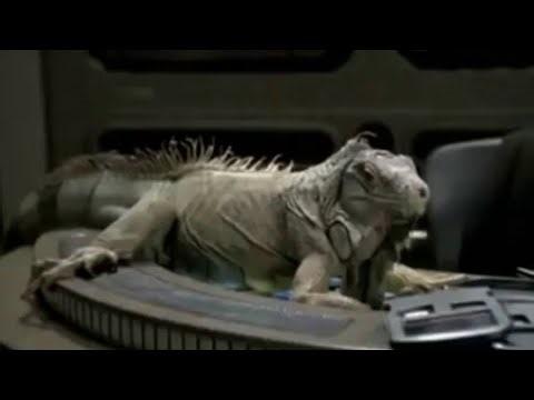 computer Activate Iguana