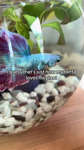 Betta Fish Flaring Techniques for a Healthy Tank