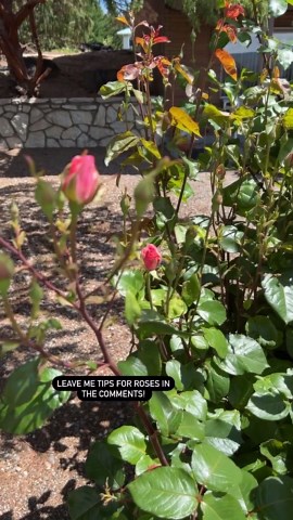 Rose growing tips for a healthy garden