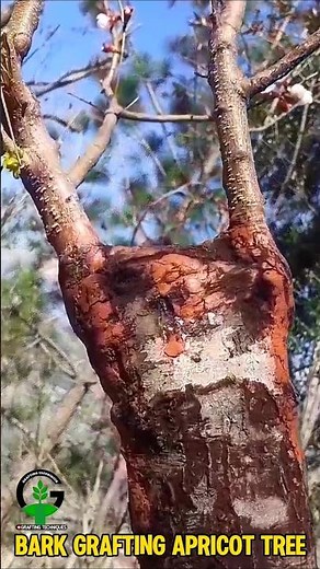 Bark grafting technique apricot tree update #grafting #budding #satisfying