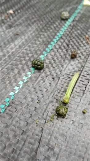 Green Hand Grenades! Start looking!