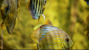 Symphysodon discus in an aquarium on a green background
