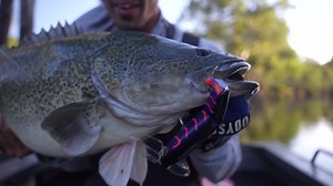 49K views · 428 reactions | It's that time of year where the larger model Murray Cod start eating off the top. Colby produced this one with in the Purple Beast flavour Tremor  | Balista Lures | Facebook
