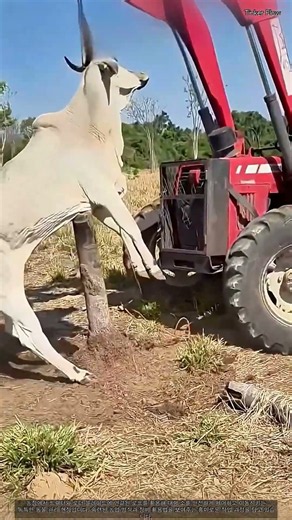 트랙터 장비를 활용한 안전한 가축 핸들링 및 고정 노하우 #worker #process #tractor #farming #safety
