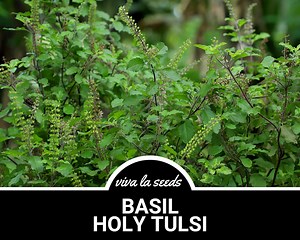 Basil, Holy Kapoor Tulsi | 250 Seeds | Medicinal | Culinary Herb | Non GMO | Ocimum Sanctum - Etsy