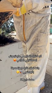 #mybees #boosterbee | My bees