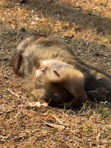 What's happening to old pigtail monkey Cara? #babymonkey