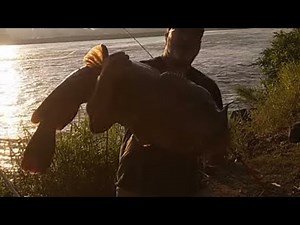 Arkansas river monster flathead catfish