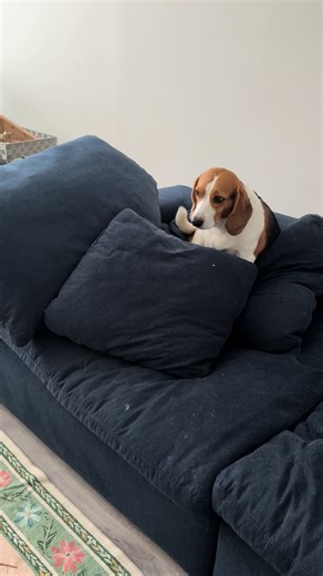 Beagle Shenanigans: Hilarious Moments Caught on Camera