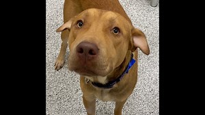 PHOTOS: Lots of dogs, puppies in Boise need forever homes