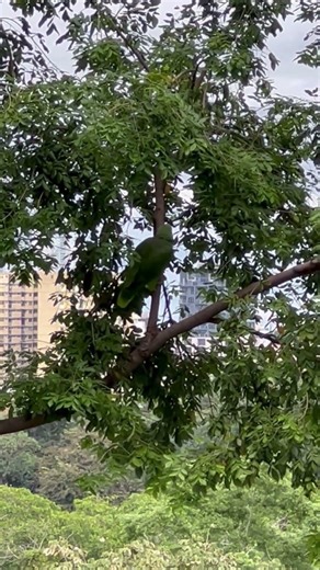 Panama Amazon Using it's Beak to Climb