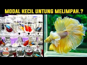 The Process of Cultivating Betta Fish From the Basics to Profits of Tens of Millions