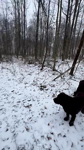 Snow is everyone’s favorite 🤎🤍🤎🤍🤎🤍 | Fairfax Pines Labrador Retrievers