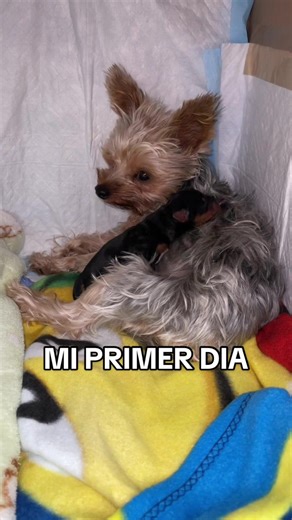 Mi primer día de nacido 🐶 #yorkie #yorkshire #perro