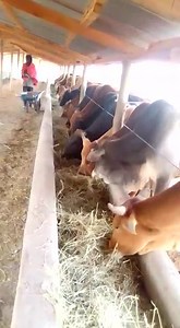 2.5K views · 104 reactions | Cost of feedlots in Kenya Feed lotting...