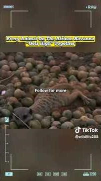 Animals getting drunk👀 #newentity23