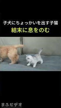子犬にちょっかいを出す子猫 結末に息をのむ