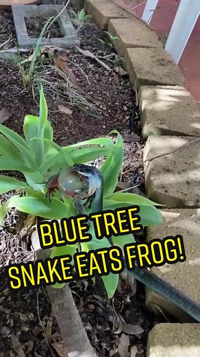 Blue Tree Snake Eats Frog!How crazy is this! The way the snake carries the frog and slithers off at the end... #Treesnake #wow #Snakecatcher #snake #SunshineCoastSnakeCatchers