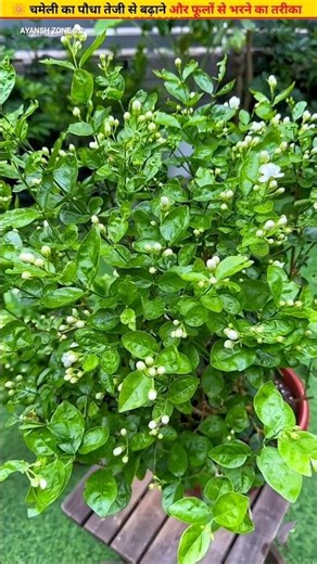 🌼Cut jasmine in this way the plant will be dense #cuttingskills #flowers #growth