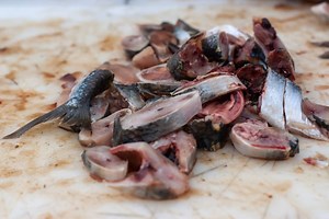 Does Chumming Work For Ice Fishing: Chumming Tips