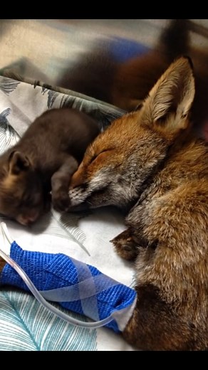 New born baby fox🧡🦊#foxes #foxoftheday #foxanimal #foxy #savethefood #savethefoxes #savethefox #foxbody | Save The Foxes