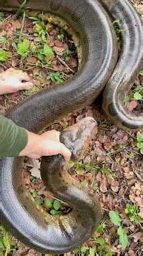 I yoinked a 16 foot anaconda! #reptiles#snake#wildlife#animals#Anaconda#colombia#peru#Jungle#shorts