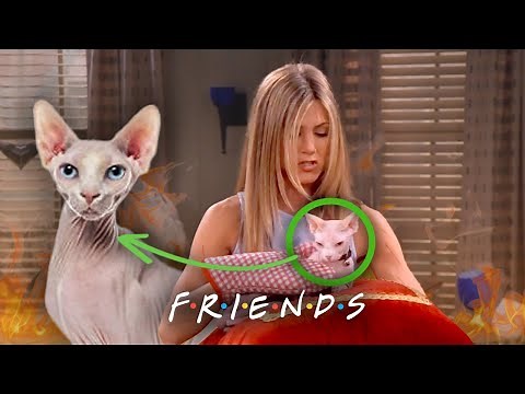Rachel's Hairless Cat from Hell | Friends