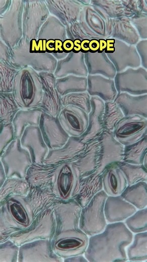 What a leaf really looks like under a microscope is surprisingly complex
