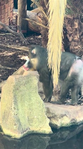 MANDRILL PRIMATE WALKING BY THE WATERS EDGE VULNERABLE SPECIES ANIMAL SHORTS FEBRUARY 10TH 2026