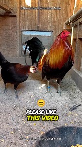109K views · 5.4K reactions | The History of Brown Red Gamefowl #brownred #brownredgamefowl #gamefowlhistory | Gamefowl Enthusiast | Facebook