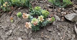 DWR spraying invasive myrtle spurge plant with Roundp in Parleys, Millcreek canyons
