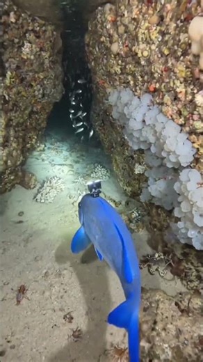 I Put a Tiny Camera on a Fish – This Is What It Saw Underwater! 🌊🐟 #manualcamera