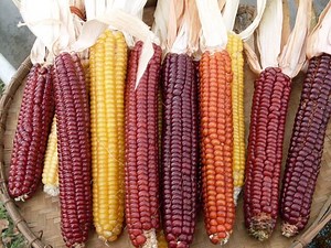 Flint corn - Alchetron, The Free Social Encyclopedia