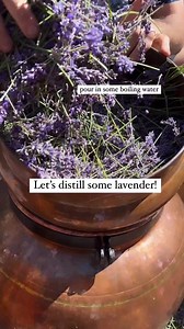 27K reactions · 1.7K shares | The art of lavender distillation – it's fascinating to witness the craft behind something I use daily. ⁠ .⁠ Traditional techniques stand the test of time.  ⁠ .⁠ ️ @island_thyme: ⁠ .⁠ .⁠ #LavenderDistillation #TimelessCraft #Nature'sGifts #Artistry @foragedesign | Forage | Facebook