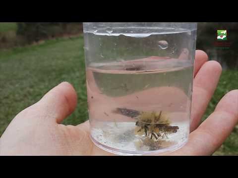 Animal of the Week: Predaceous Diving Beetle