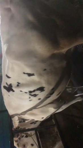 Top Breeded cow