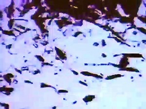 The Nest 1988 Trailer