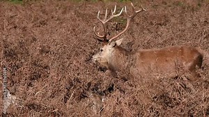 Red stag keeping guard over his new family lying in the ferns