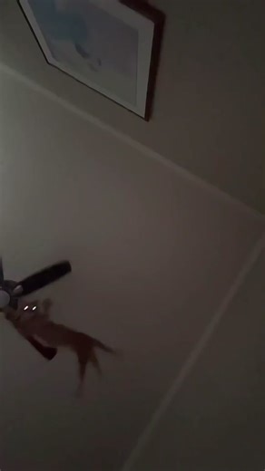 Flying Cat Compilation - Funny Cat Videos