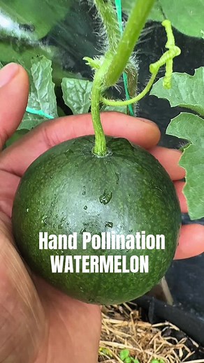 Hand Pollination Techniques for Watermelons
