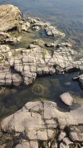 Ghép đôi đường phố phiên bản 🐢 | Why So Serious