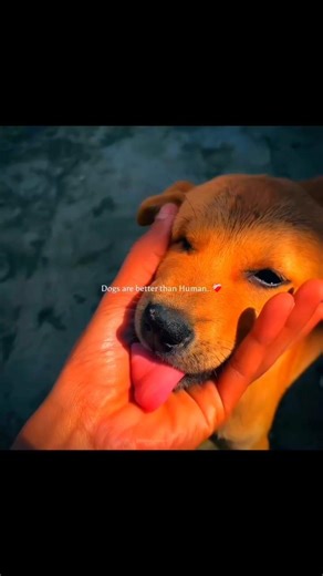 A small dog gently resting its trust in a human hand—proof that love doesn’t need words.🐾 Dogs great