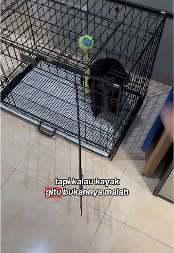 Latihan Crate Training untuk Anjing yang Efektif