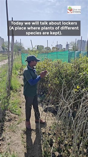 16K views · 228 reactions | Our plant nursery locker- With a widespread variety of plant species! #givemetrees #natureconservation #plantation #saplings #plantnursery #nurserylocker #givemetreestrust #sustainablefarming #peepalbabafoundation | Give Me Trees Trust | Facebook