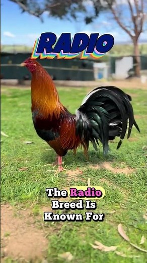 THE FASTEST GAMEFOWL BREEDS FOR COCKFIGHTING#roosterfarm#gamefowlbreed